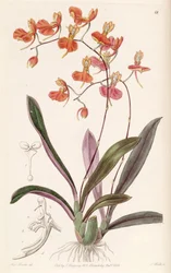 Vertaa coccineaa